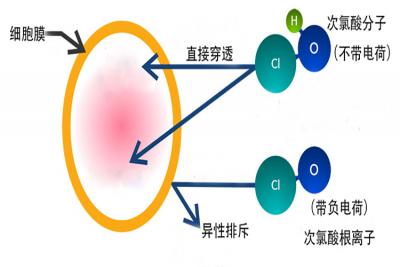 次氯酸發生器殺菌消毒