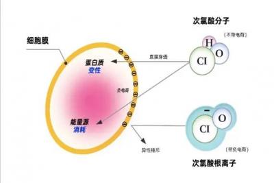 次氯酸對病毒的殺滅效果您知道多少那？？？