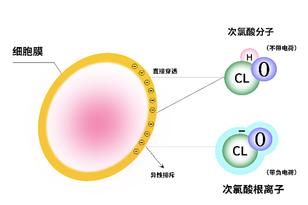 次氯酸消毒原理