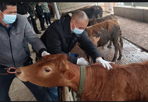盛懷次氯酸發生器對動物疾病防控的案例 盛懷次氯酸發生器對動物疾病防控的案例